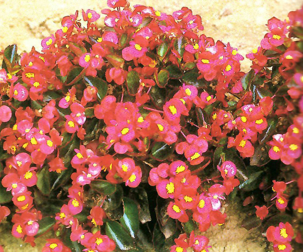 B. ‘Sheila’